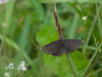 maudoc.com • Geometridae •  IMG_1220 copia.jpg   Odezia atrata